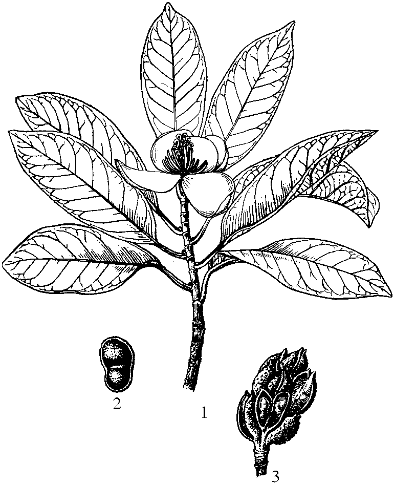 1.樂(lè)東擬單性木蘭<sup>*</sup>